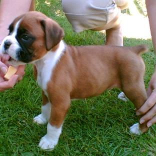 puppy_boxer.jpg